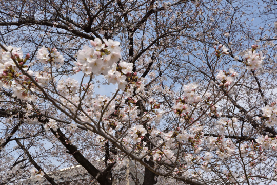 刈谷市さくら公園の桜