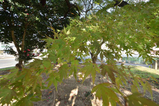 刈谷市森前公園紅葉の木