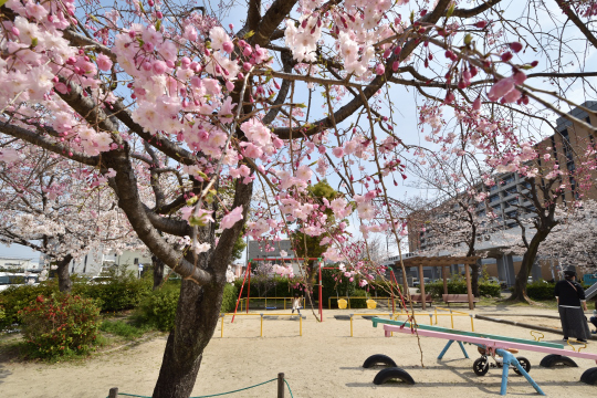 刈谷市東陽公園のシーソーと桜
