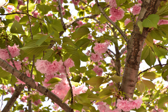 刈谷市よし池公園隣のアイリス通りの八重桜