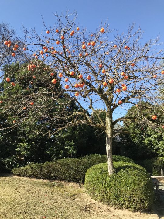 安城市　柿の木