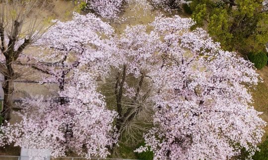 刈谷市寿公園の春