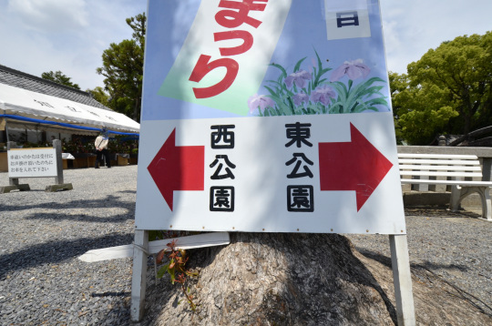 知立公園　はなしょうぶ祭り2025
