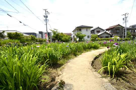 知立市　はなしょうぶ