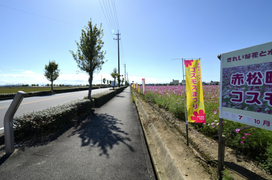 安城市赤松町　コスモス畑2025