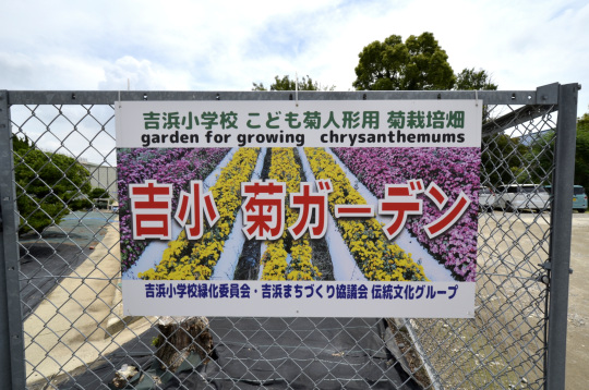 高浜市菊人形