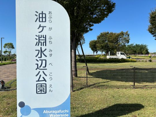 油ケ淵水辺公園　コスモス