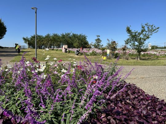 安城市コスモス畑2025