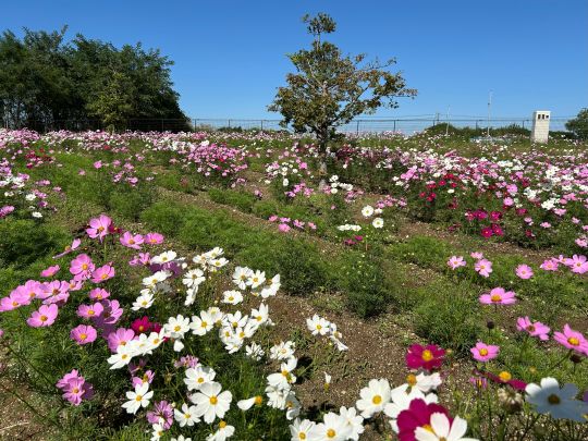 安城市コスモス畑　満開